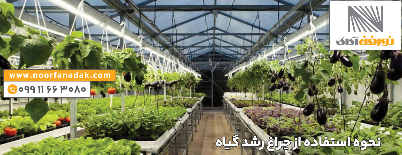 چراغ رشد گیاه 